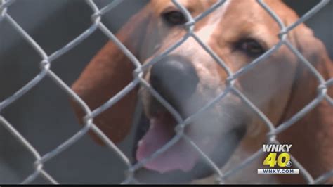 Leitchfield animal shelter - A Kentucky animal shelter is reopening one day after dogs were freed from the facility in a reported break-in. Several dogs were let loose from the Leitchfield Animal Shelter on Tuesday, Feb. 27 ...